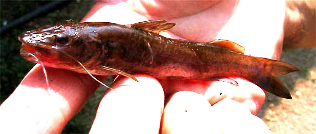 Silver Catfish, RHAMDIA QUELEN
