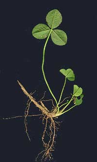 clover