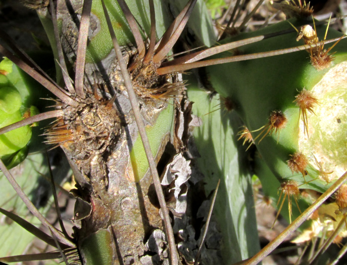 OPUNTIA PHAEACANTHA, glochids and young fruit