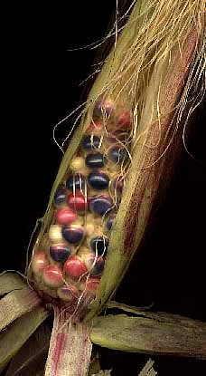 Indian corn showing silks leading to kernals