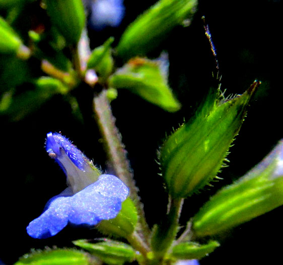 SALVIA KEERLII, corolla and calyx