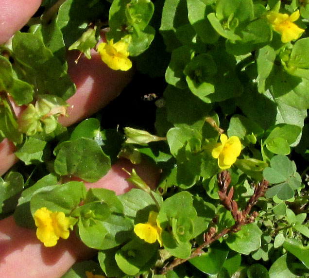Round-leaf Monkey-flower, ERYTHRANTHE GLABRATA, carpet of them